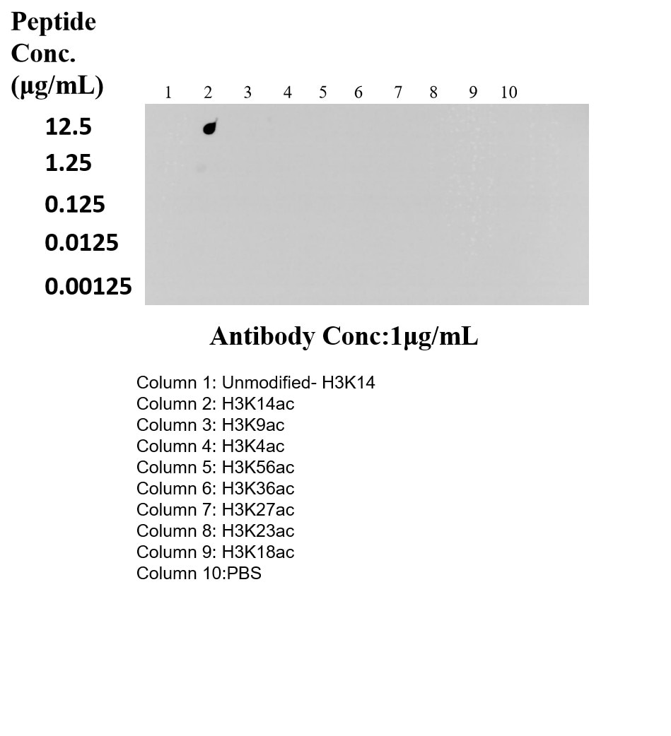 Dot Blot experiment of / using Acetyl-Histone H3 (Lys14) Recombinant monoclonal a (84543-2-RR)